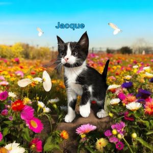 Jacque, Baby Male Domestic Short Hair