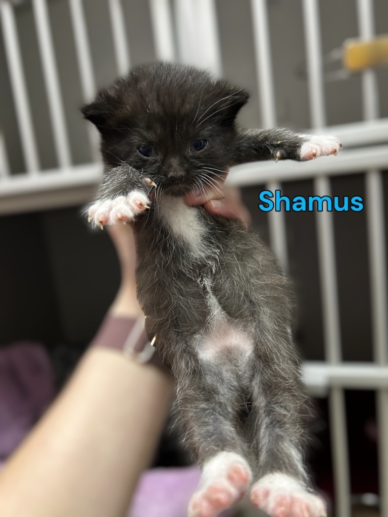Shamus