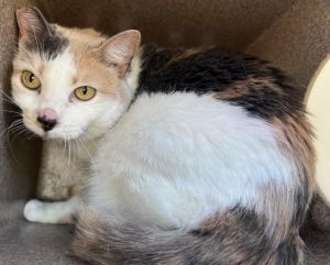 ANGIE, Senior Female Domestic Short Hair