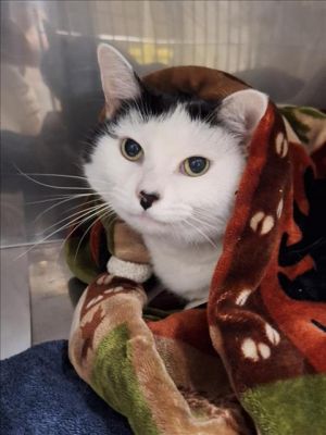 JESSE, Senior Female Domestic Short Hair