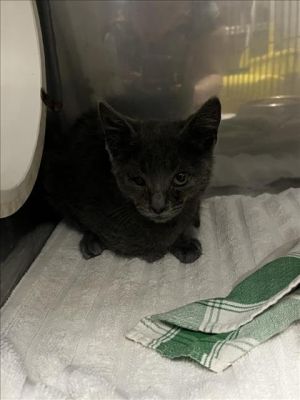 A216680, Baby Male Domestic Short Hair