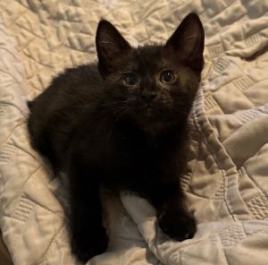 *DIEGO, Baby Male Domestic Short Hair