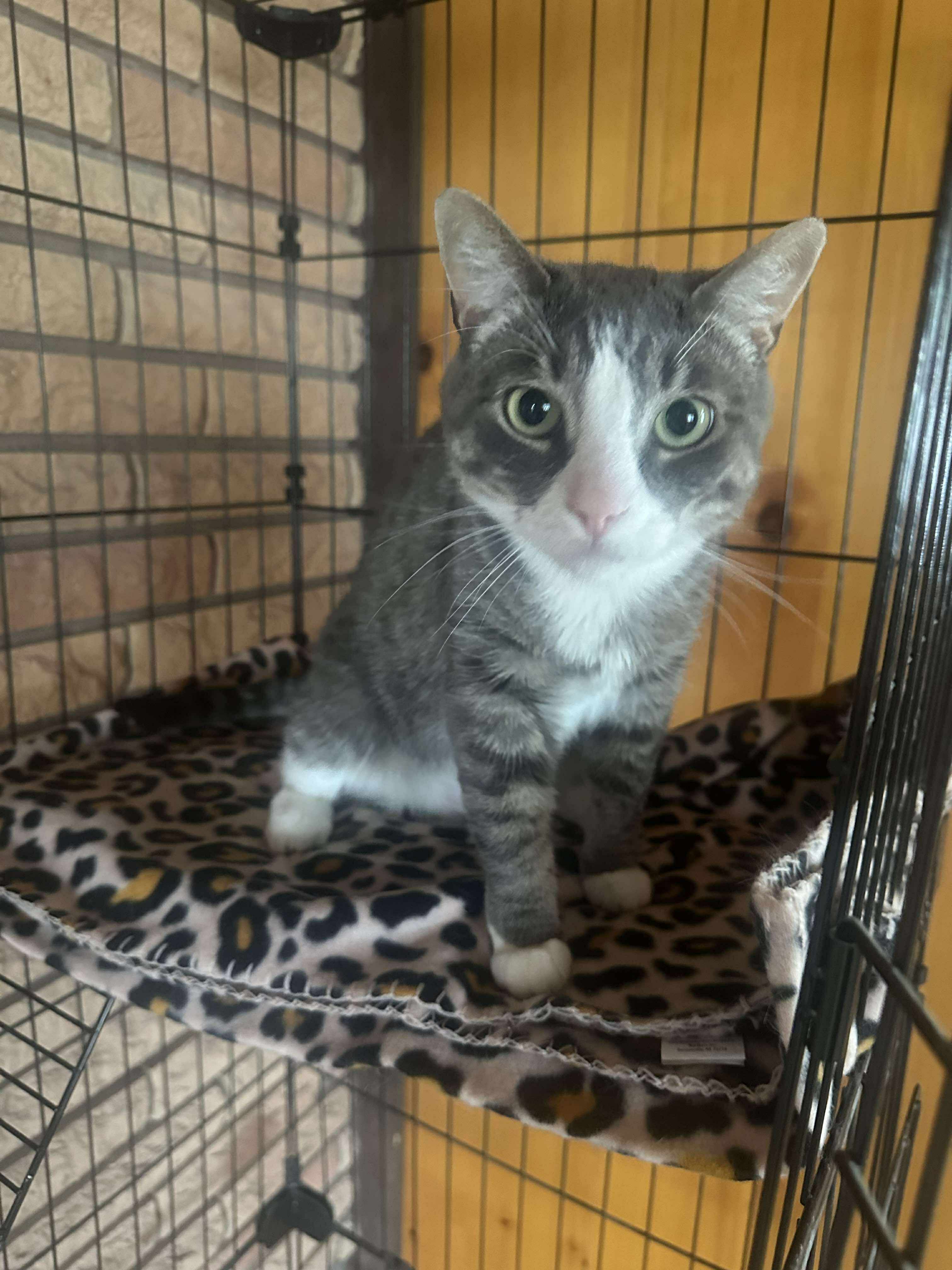 Socks, an adoptable Domestic Short Hair in Twin Falls, ID, 83301 | Photo Image 1