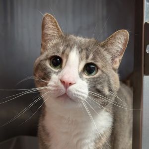 Sterling, Young Male Domestic Short Hair