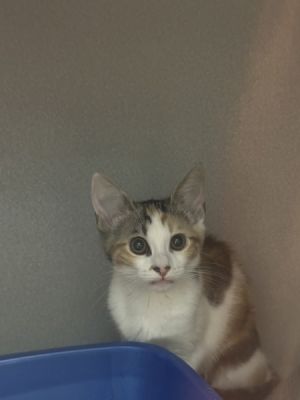 Alice, Baby Female Domestic Short Hair