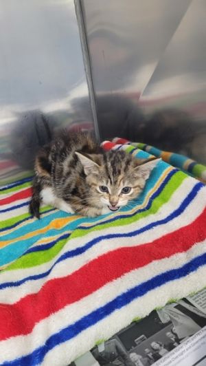 Surgery Suite, Baby Female Domestic Short Hair
