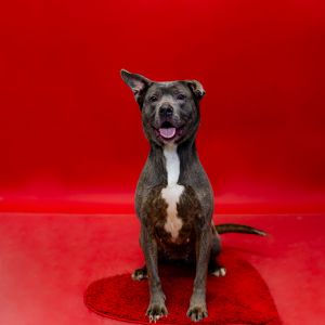 Primary Color Grey Weight 41lbs Age 4yrs 5mths 3wks Animal has been Spayed