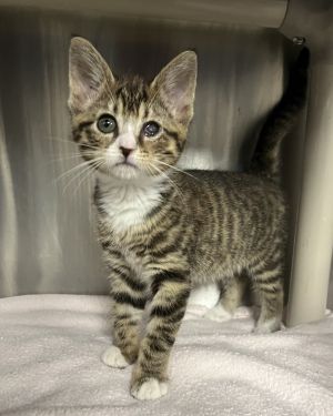 Stevenafina, Baby Female Domestic Short Hair