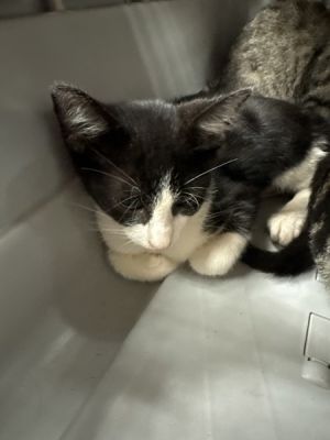 Primary Color Black Secondary Color White Weight 2875lbs Age 0yrs 0mths 11wks Animal has been N