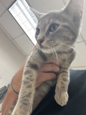 Primary Color Smoky Grey Weight 35625lbs Age 0yrs 0mths 11wks Animal has been Neutered