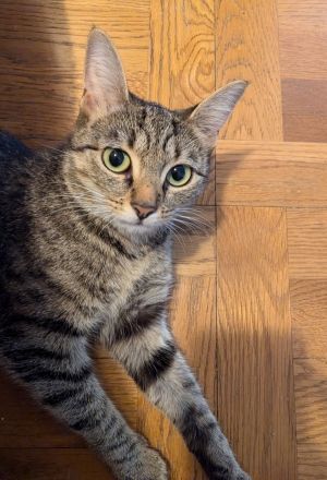Shay, Young Female Domestic Short Hair