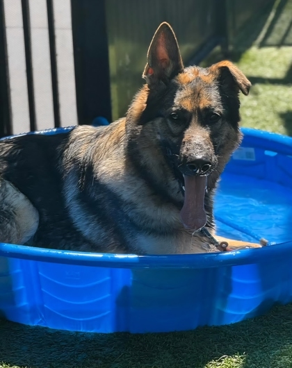 Carlos