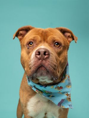 The Great Otis Pit Bull Terrier Dog