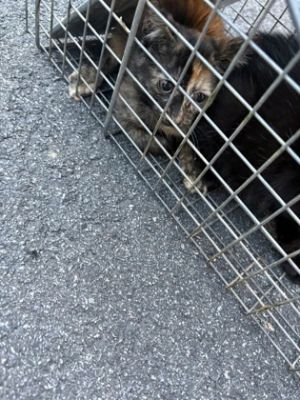 Supernova Domestic Short Hair Cat