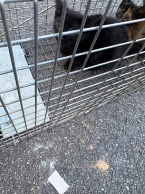 Void Domestic Short Hair Cat