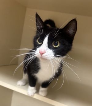 Yara [Foster] Domestic Short Hair Cat