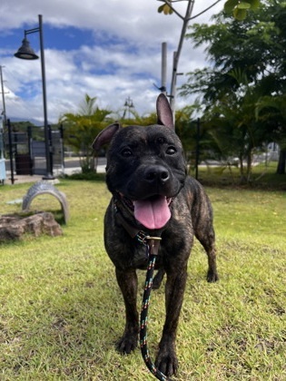Shyne, an adoptable Bull Terrier in Honolulu, HI, 96826 | Photo Image 1
