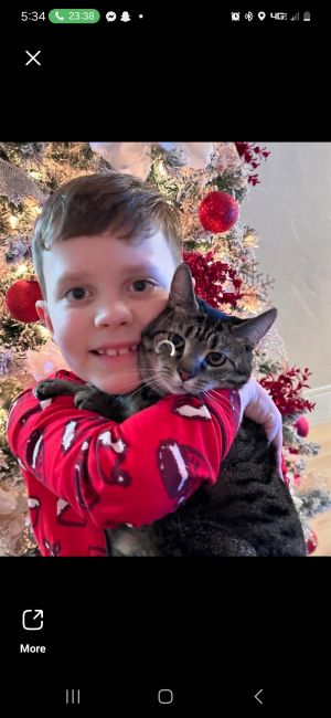 Precious, Adult Female Domestic Short Hair