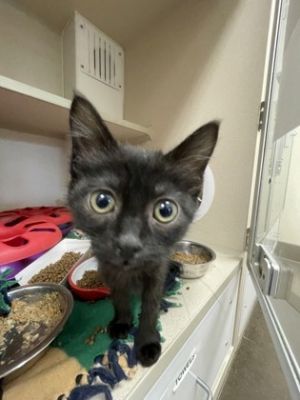 Pinkie Pie, Baby Female Domestic Short Hair