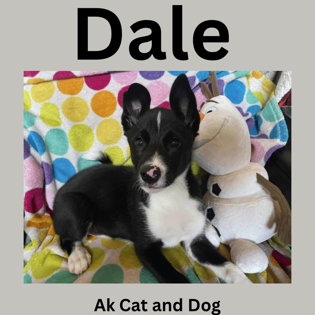 Dale FKA Yeti, an adoptable Husky, Karelian Bear Dog in Wasilla, AK, 99654 | Photo Image 1