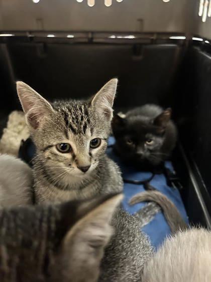 BB-8, an adoptable Domestic Short Hair in Durango, CO, 81301 | Photo Image 1