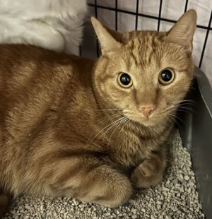 Rusty, Adult Male Domestic Short Hair