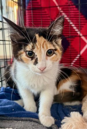 Goldberry, Adult Female Domestic Short Hair