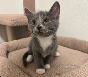 Macaron, Baby Male Domestic Short Hair