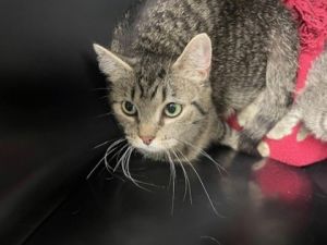 Rave, Adult Female Domestic Short Hair