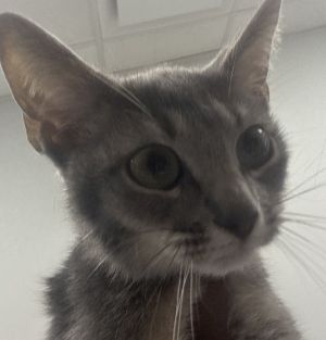 Tony, Baby Male Domestic Short Hair