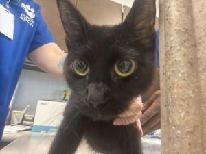 Bruce, Adult Male Domestic Short Hair