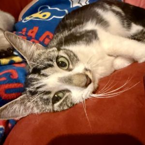 Dot, Adult Female unknown