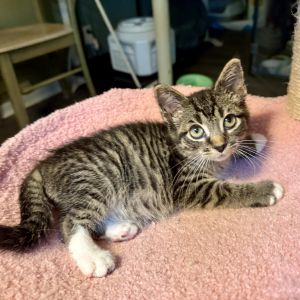Popcorn, Young Male Domestic Short Hair