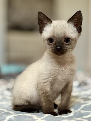 Yen, Young Female Domestic Short Hair