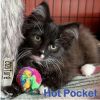 Hot Pocket