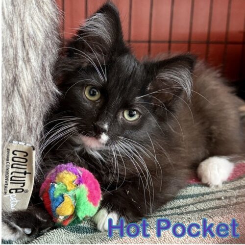 Hot Pocket