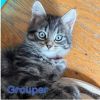 GROUPER
