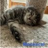 MACKEREL