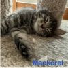 MACKEREL
