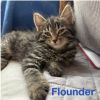 Flounder