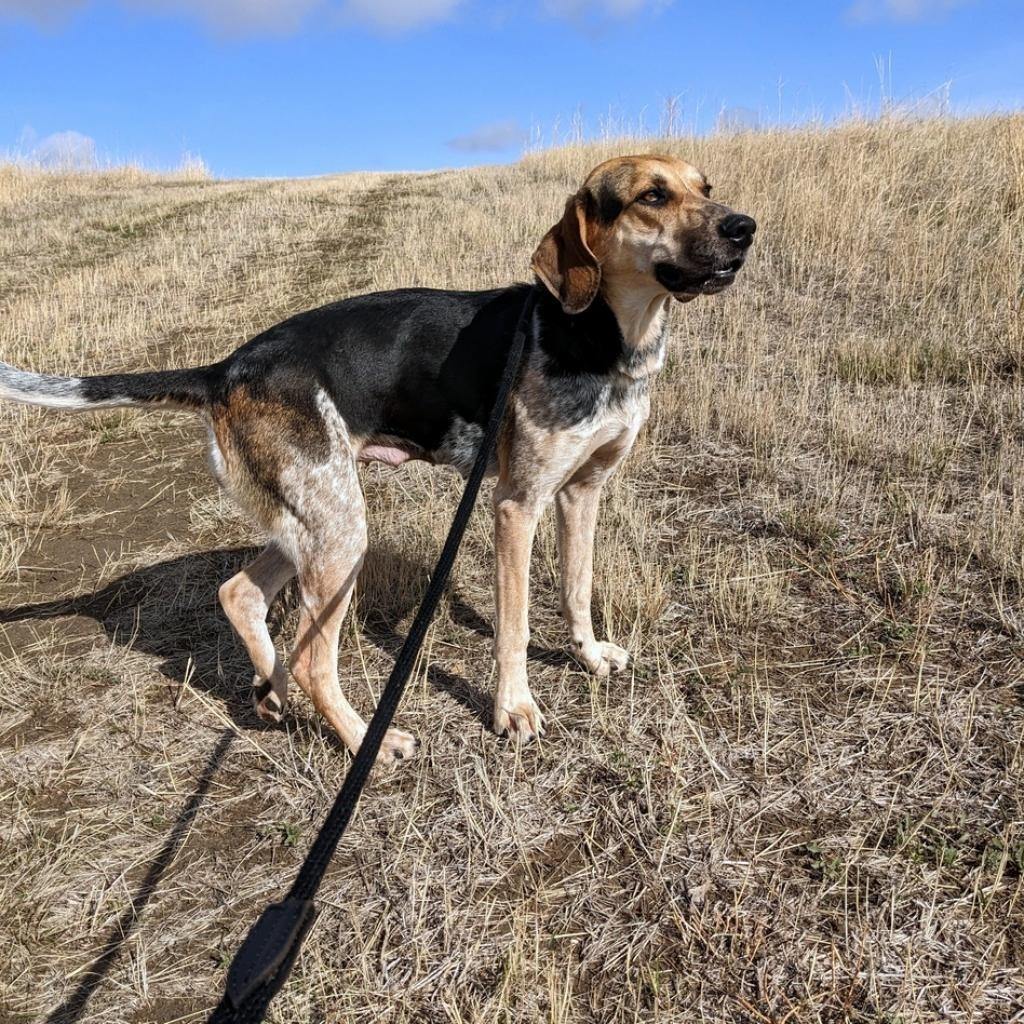 Ellie, an adoptable Coonhound, Mixed Breed in Gillette, WY, 82716 | Photo Image 2