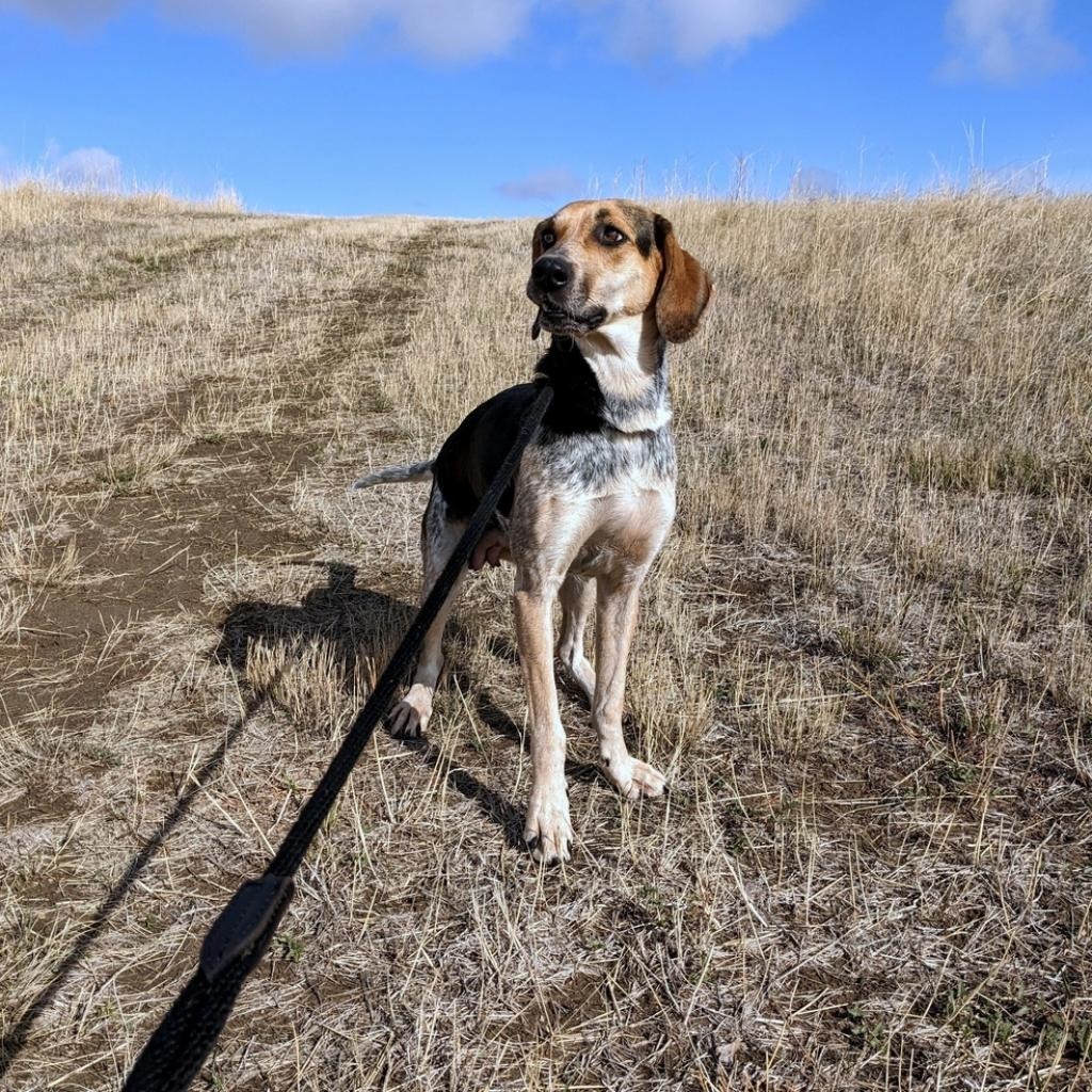 Ellie, an adoptable Coonhound, Mixed Breed in Gillette, WY, 82716 | Photo Image 3