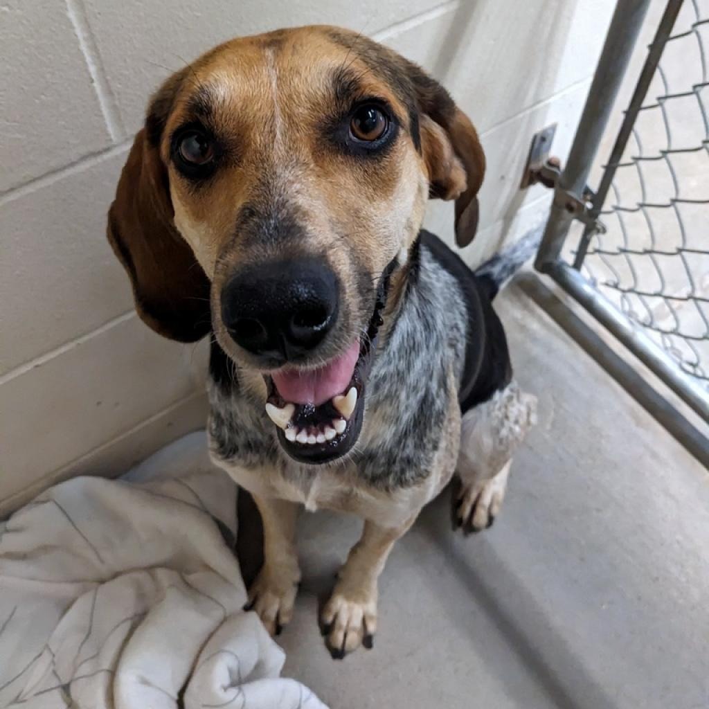 Ellie, an adoptable Coonhound, Mixed Breed in Gillette, WY, 82716 | Photo Image 4