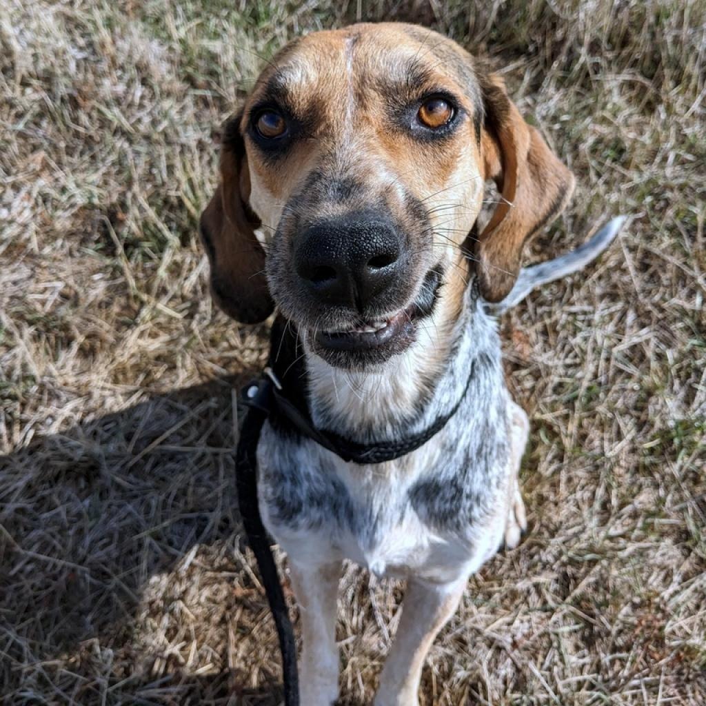 Ellie, an adoptable Coonhound, Mixed Breed in Gillette, WY, 82716 | Photo Image 5