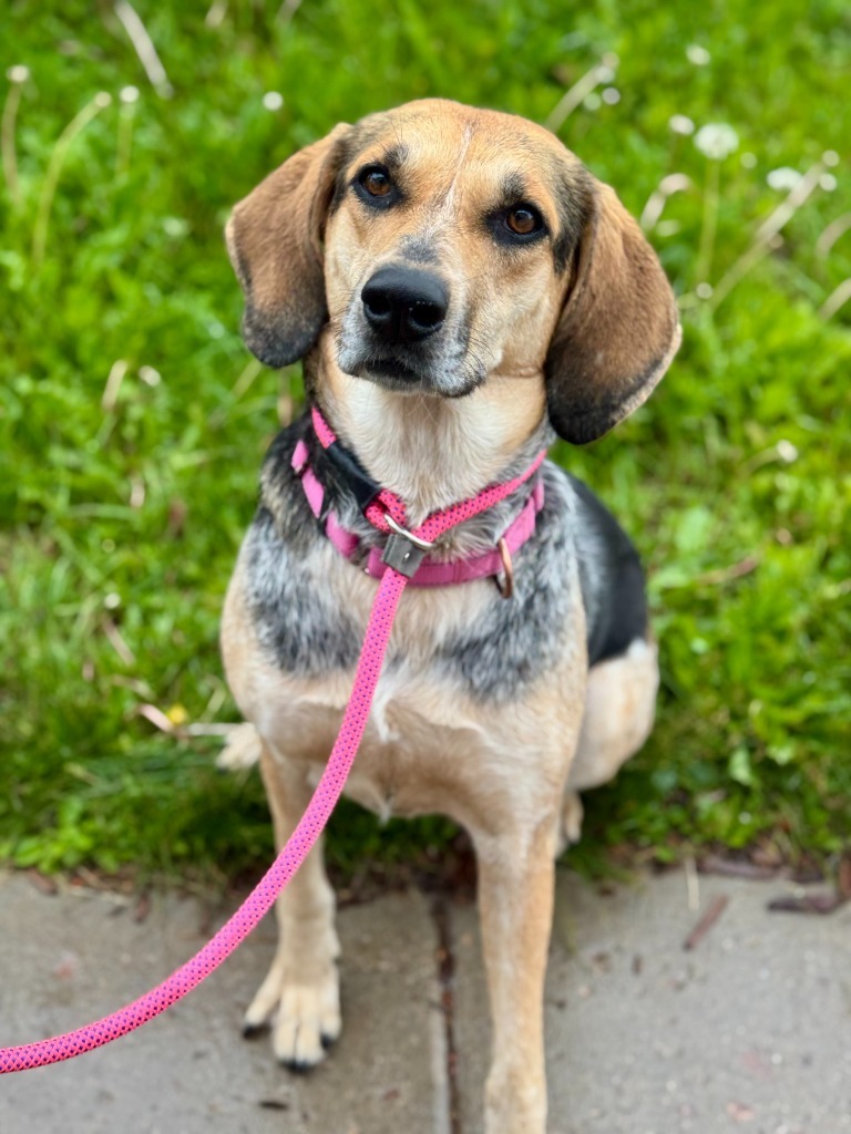 Ellie, an adoptable Coonhound, Mixed Breed in Gillette, WY, 82716 | Photo Image 6
