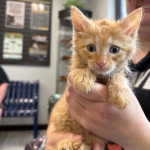 Ross, Baby Male Domestic Short Hair