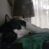Theodoreo photo 5