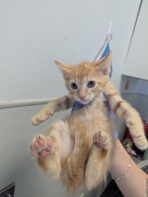 Manuel, Baby Male Domestic Short Hair