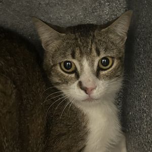 Rhonda, Young Female Domestic Short Hair