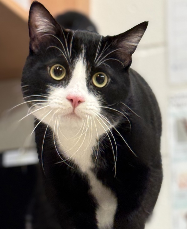 Chicago. 44832, an adoptable Domestic Short Hair in Pocatello, ID, 83205 | Photo Image 1